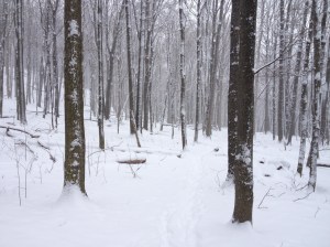 I wish winter in Southern Ontario could stay like this for longer than a few days!